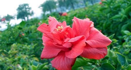 扶桑花风水|扶桑花风水的神奇力量（揭秘扶桑花风水的寓意与作用）